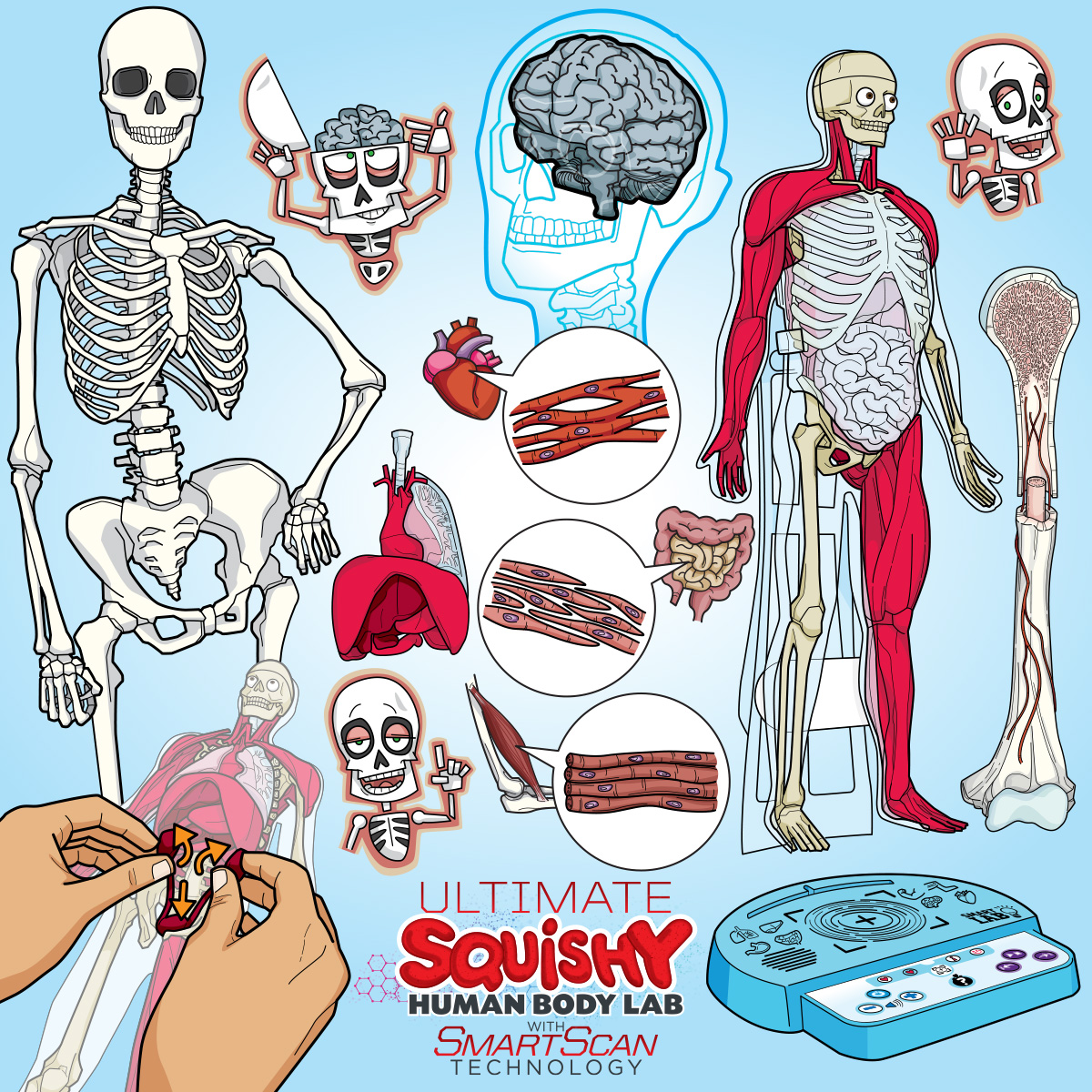 Ultimate Squish Human Body